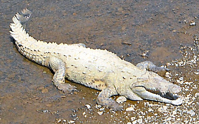 Krokodile am Río Tárcoles