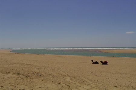Küstenlandschaft mit Kamelen