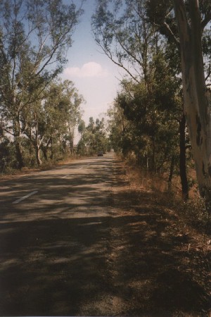 Eukalyptusbäume am Fahrbahnrand, die Schatten spenden